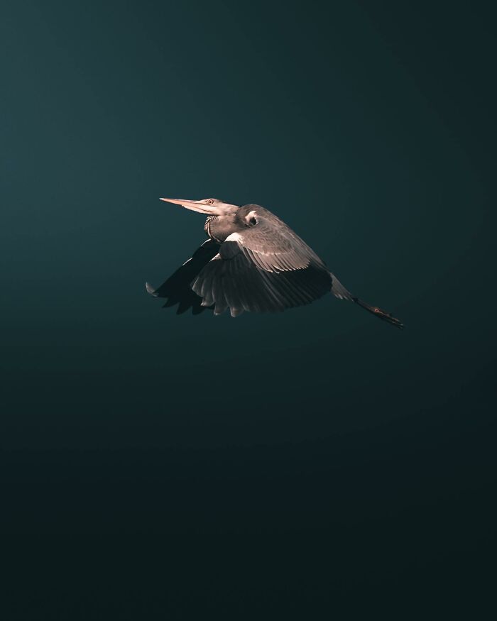 This Swedish Photographer Captures Birds And Wildlife In Strikingly Dark And Dramatic Images (51 Pics)