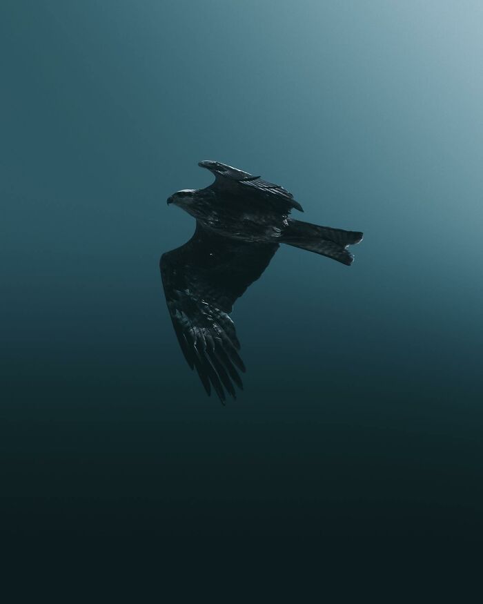 This Swedish Photographer Captures Birds And Wildlife In Strikingly Dark And Dramatic Images (51 Pics)