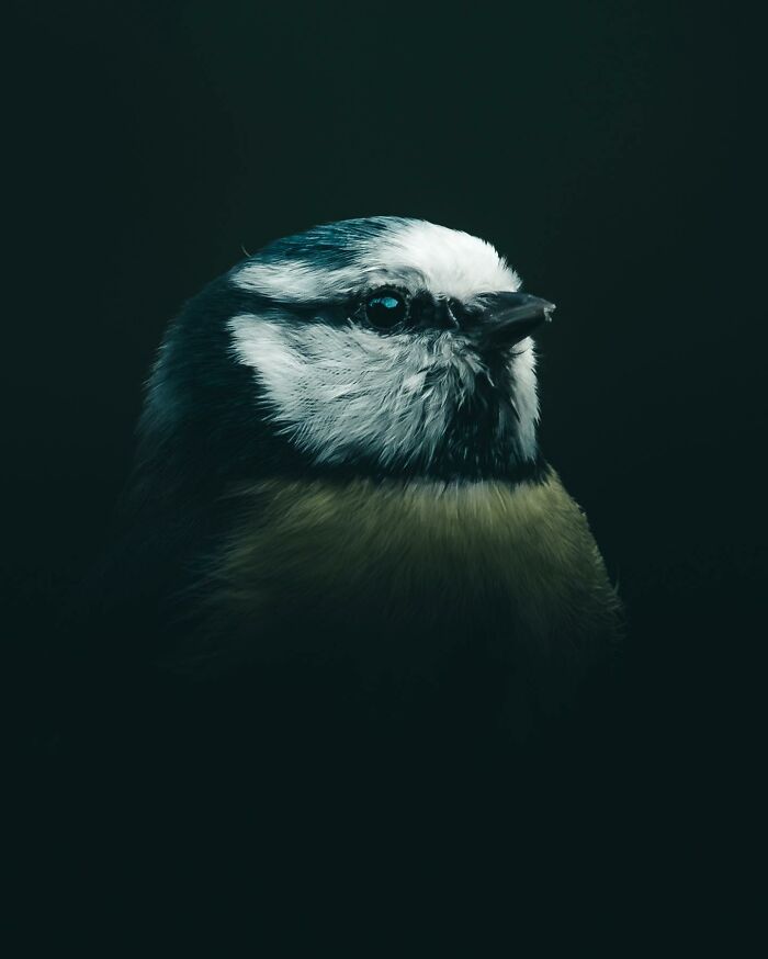 This Swedish Photographer Captures Birds And Wildlife In Strikingly Dark And Dramatic Images (51 Pics)