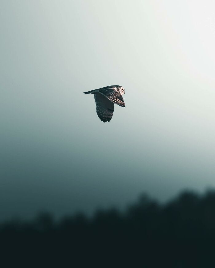 This Swedish Photographer Captures Birds And Wildlife In Strikingly Dark And Dramatic Images (51 Pics)