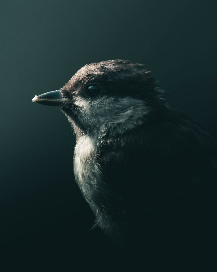 This Swedish Photographer Captures Birds And Wildlife In Strikingly Dark And Dramatic Images (51 Pics)