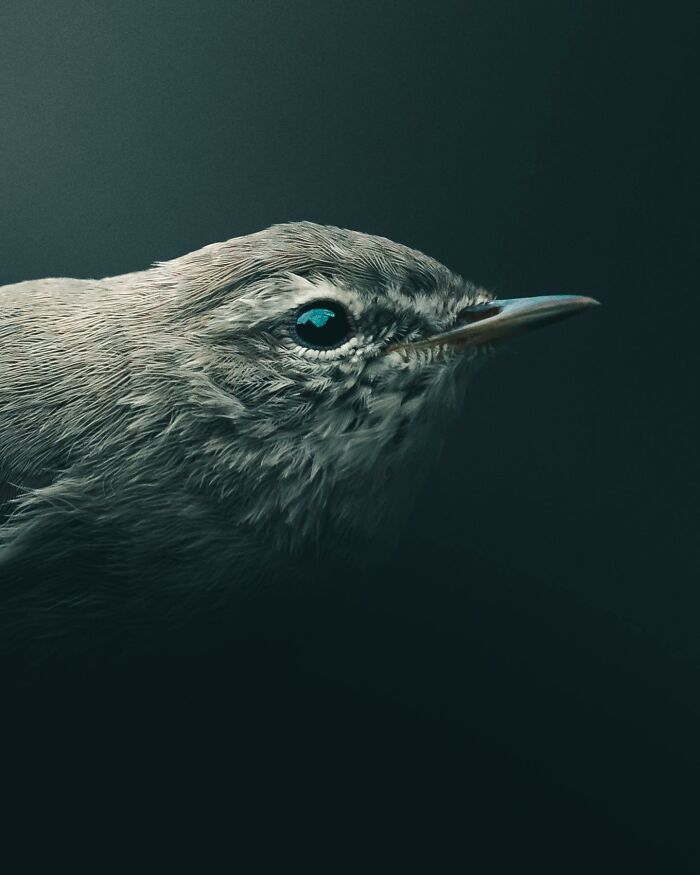 This Swedish Photographer Captures Birds And Wildlife In Strikingly Dark And Dramatic Images (51 Pics)