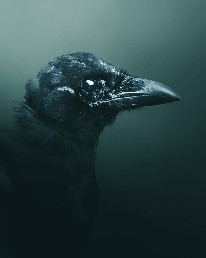 This Swedish Photographer Captures Birds And Wildlife In Strikingly Dark And Dramatic Images (51 Pics)