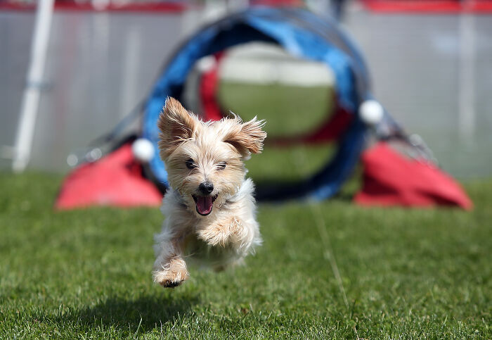 Reader&rsquo;s Vote: Cutest Small Dog Breeds