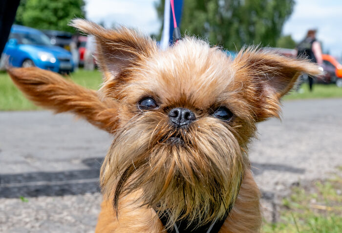 Reader&rsquo;s Vote: Cutest Small Dog Breeds