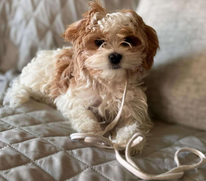 Reader&rsquo;s Vote: Cutest Small Dog Breeds