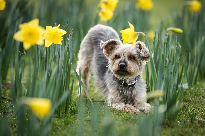 Reader&rsquo;s Vote: Cutest Small Dog Breeds