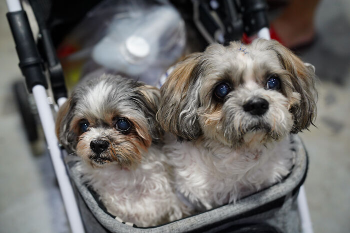Reader&rsquo;s Vote: Cutest Small Dog Breeds