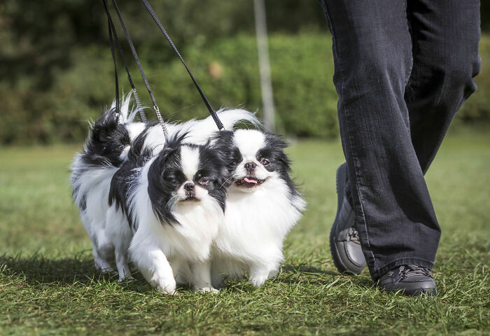 Reader&rsquo;s Vote: Cutest Small Dog Breeds