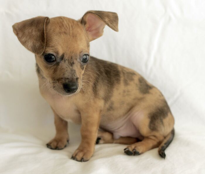 Reader&rsquo;s Vote: Cutest Small Dog Breeds