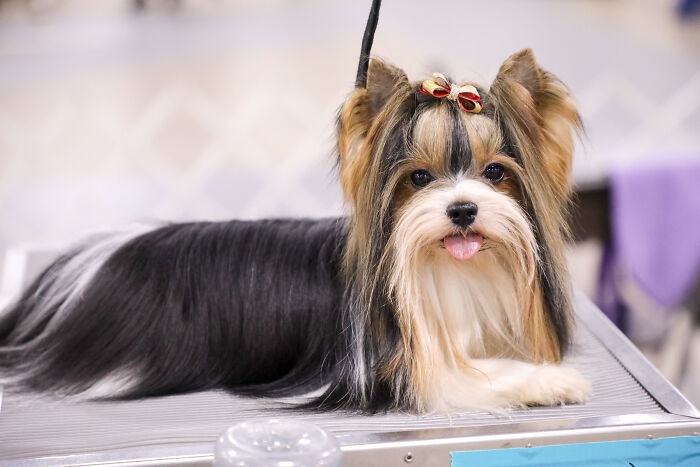 Reader&rsquo;s Vote: Cutest Small Dog Breeds