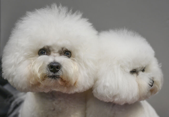 Reader&rsquo;s Vote: Cutest Small Dog Breeds