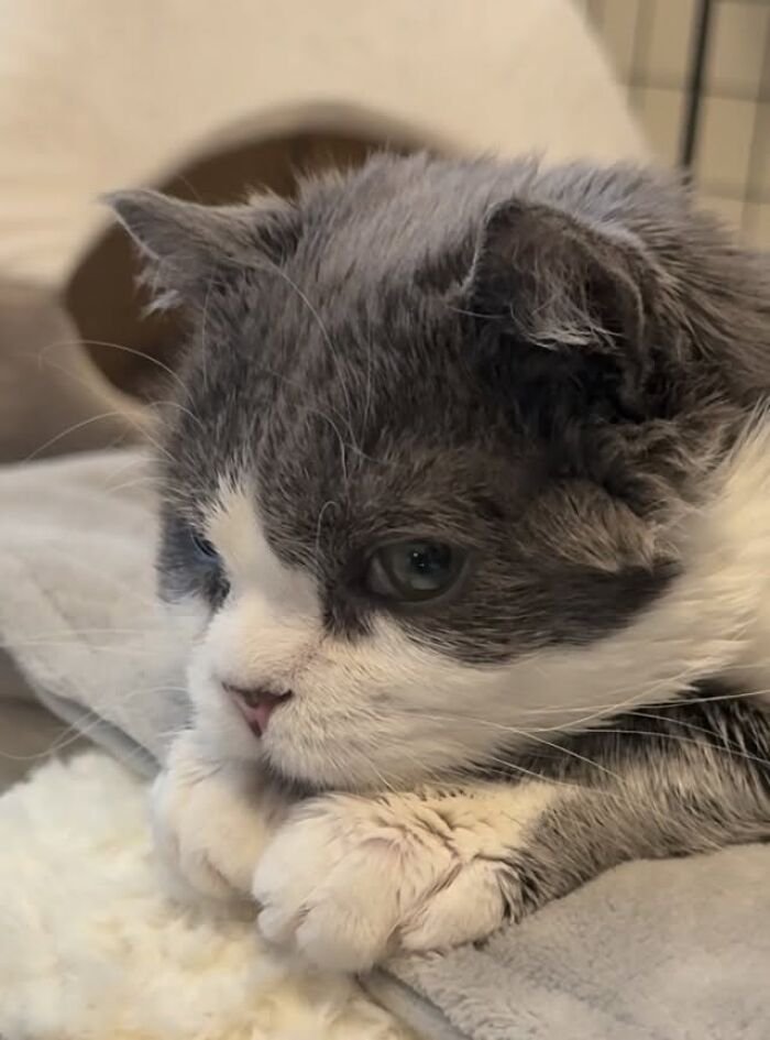 Meet Grub, A Tiny Cat With A Rare Genetic Condition Who Is Melting Hearts All Over The Internet