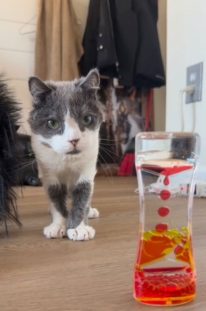 Meet Grub, A Tiny Cat With A Rare Genetic Condition Who Is Melting Hearts All Over The Internet