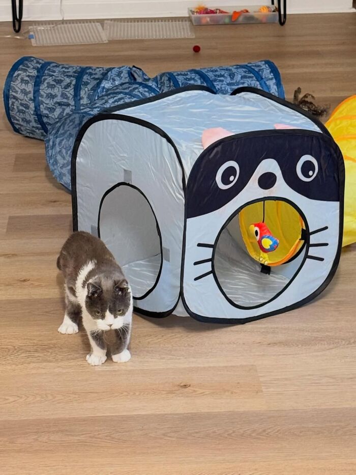 Meet Grub, A Tiny Cat With A Rare Genetic Condition Who Is Melting Hearts All Over The Internet