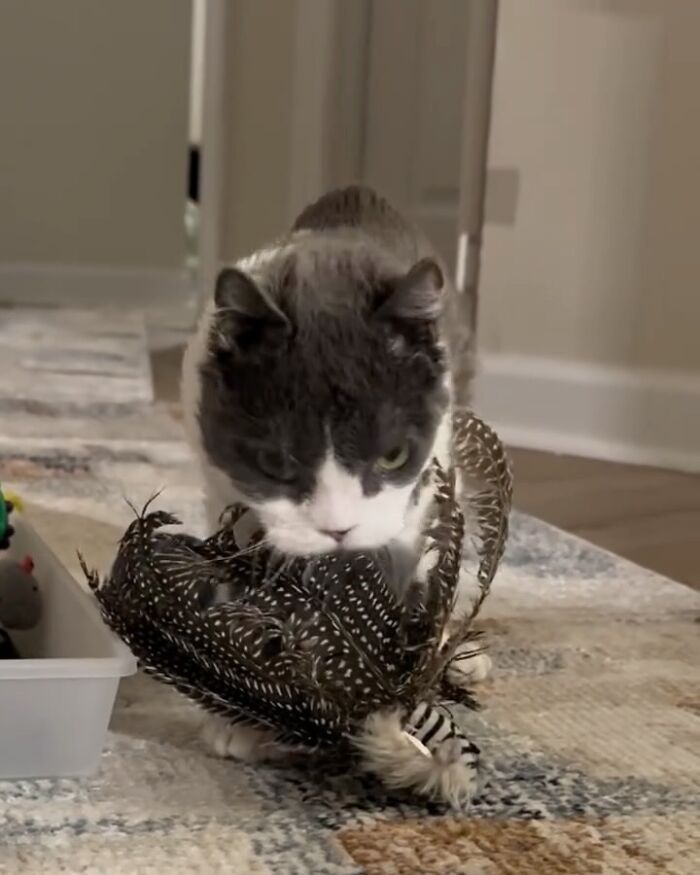 Meet Grub, A Tiny Cat With A Rare Genetic Condition Who Is Melting Hearts All Over The Internet