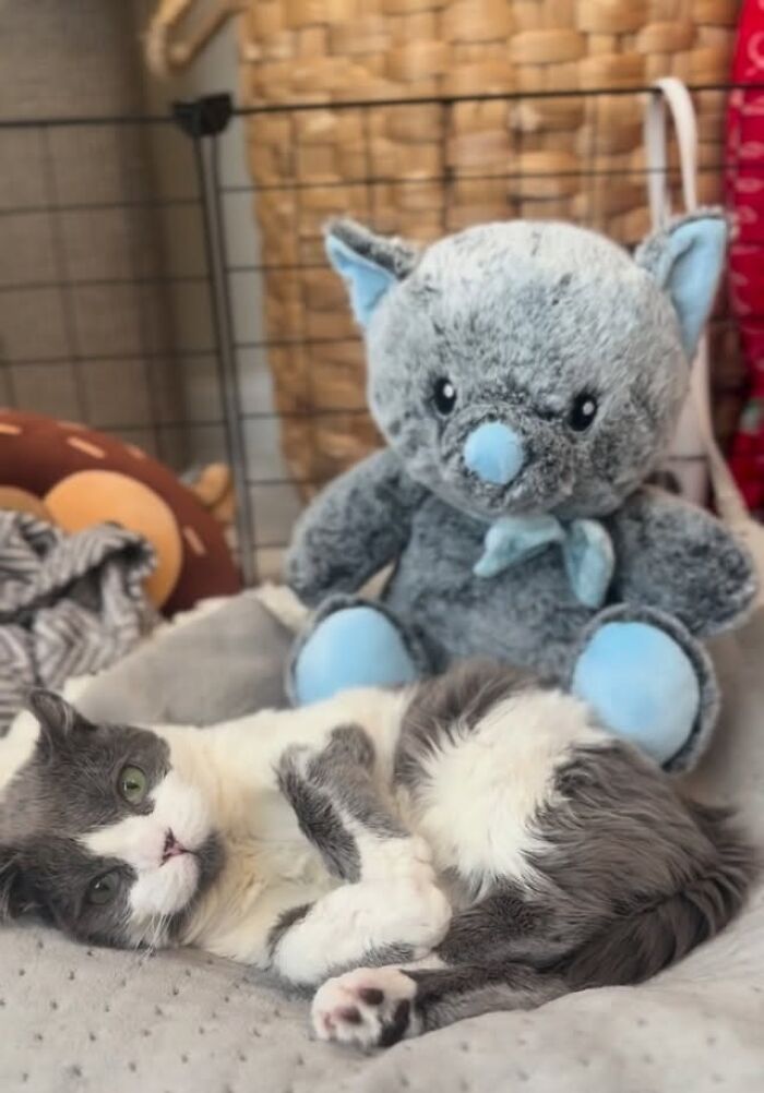 Meet Grub, A Tiny Cat With A Rare Genetic Condition Who Is Melting Hearts All Over The Internet