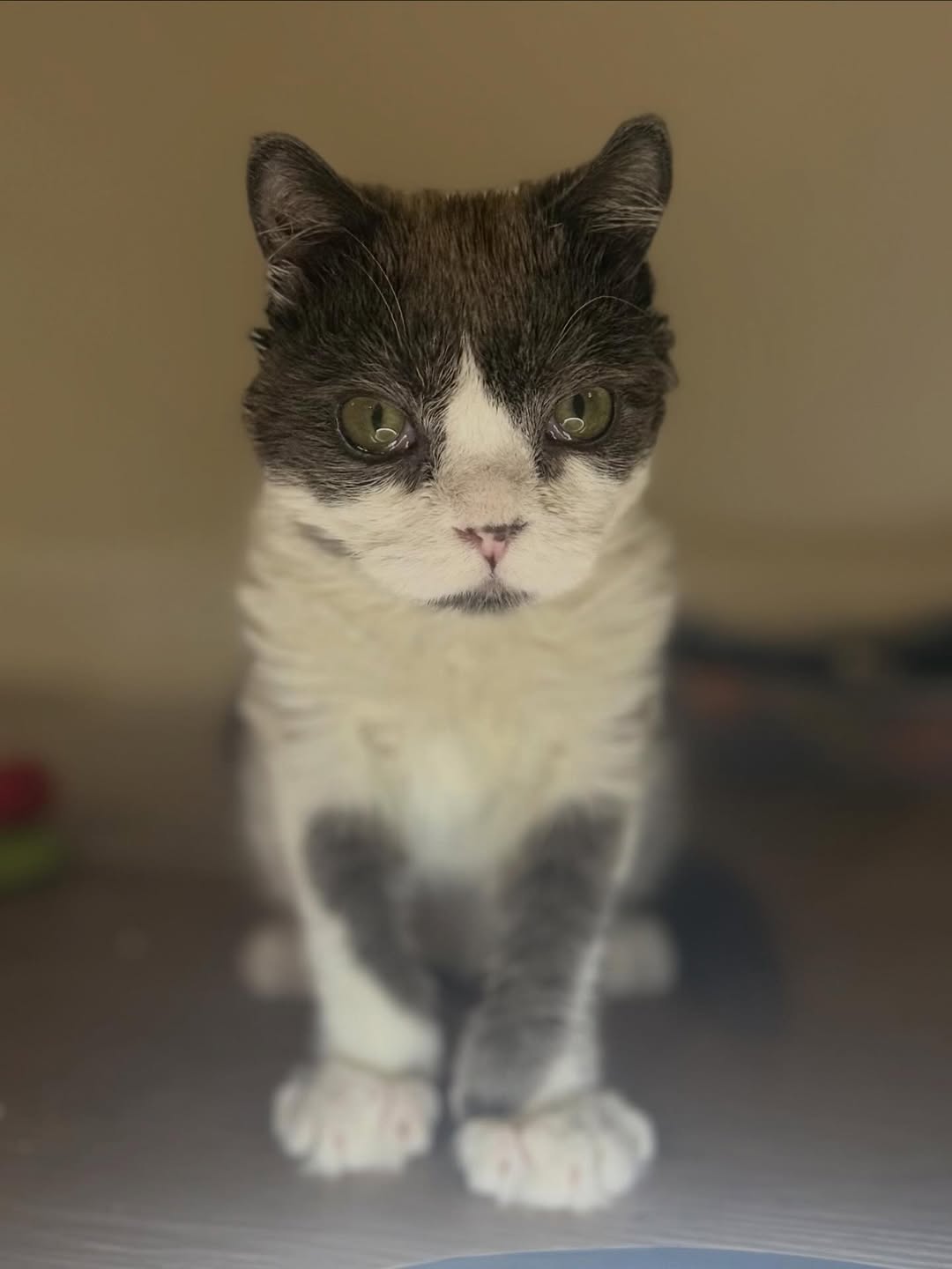 Meet Grub, A Tiny Cat With A Rare Genetic Condition Who Is Melting Hearts All Over The Internet