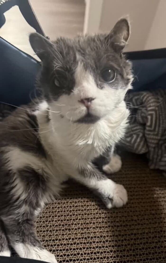 Meet Grub, A Tiny Cat With A Rare Genetic Condition Who Is Melting Hearts All Over The Internet