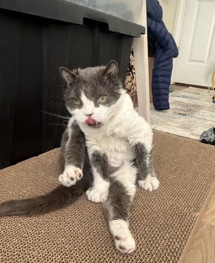 Meet Grub, A Tiny Cat With A Rare Genetic Condition Who Is Melting Hearts All Over The Internet