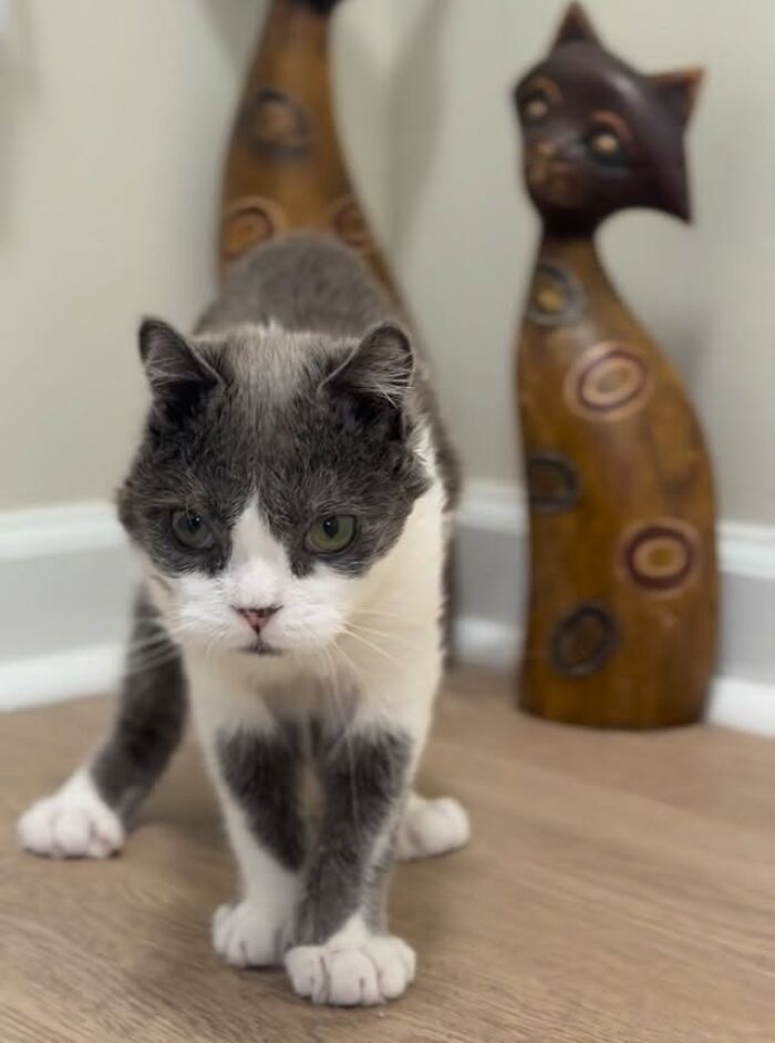 Meet Grub, A Tiny Cat With A Rare Genetic Condition Who Is Melting Hearts All Over The Internet