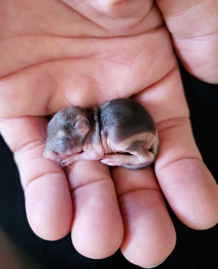 67 Pics Of Animals Who Were Saved From Awful Conditions And Got A Second Chance In Life