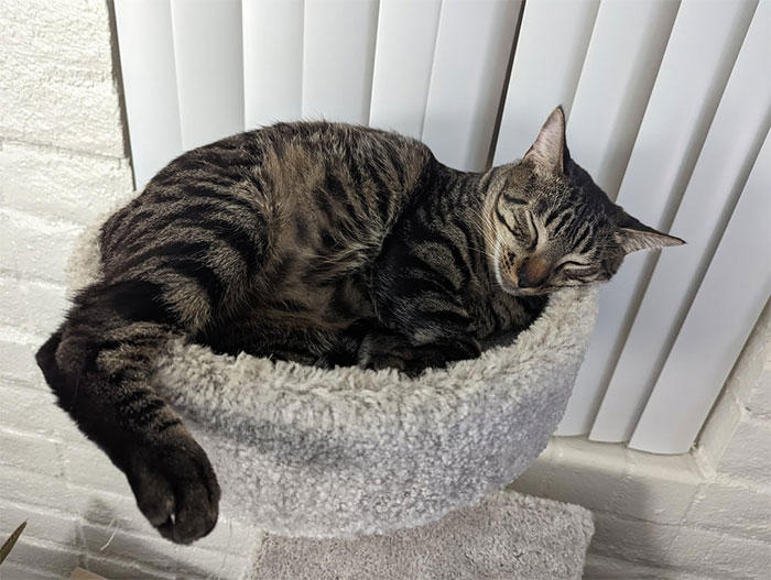 Man&rsquo;s &ldquo;Perfect&rdquo; Relationship Falls Apart After Girlfriend Cheats, Takes His Cat And Disappears