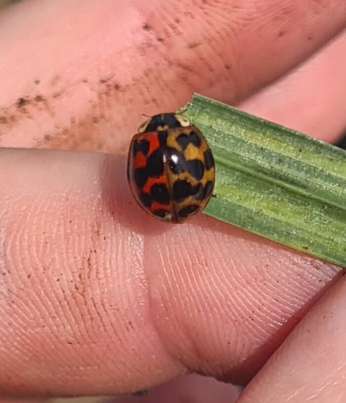 &ldquo;The Government Forgot To Color This One&rdquo;: 91 Stunning Color Mutations In Animals And Objects That Feel Unreal (New Pics)