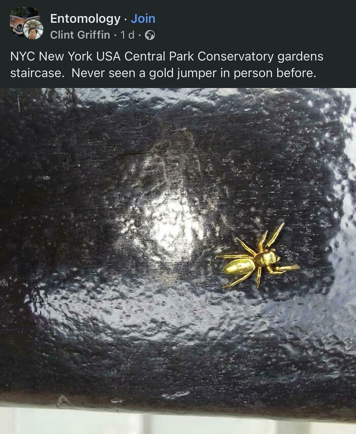 &ldquo;The Government Forgot To Color This One&rdquo;: 91 Stunning Color Mutations In Animals And Objects That Feel Unreal (New Pics)