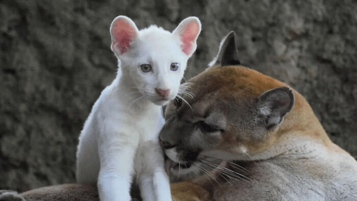 &ldquo;The Government Forgot To Color This One&rdquo;: 91 Stunning Color Mutations In Animals And Objects That Feel Unreal (New Pics)