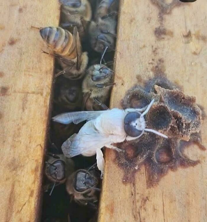 &ldquo;The Government Forgot To Color This One&rdquo;: 91 Stunning Color Mutations In Animals And Objects That Feel Unreal (New Pics)