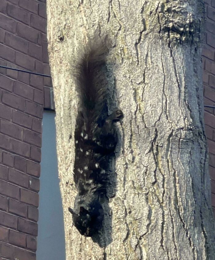 &ldquo;The Government Forgot To Color This One&rdquo;: 91 Stunning Color Mutations In Animals And Objects That Feel Unreal (New Pics)