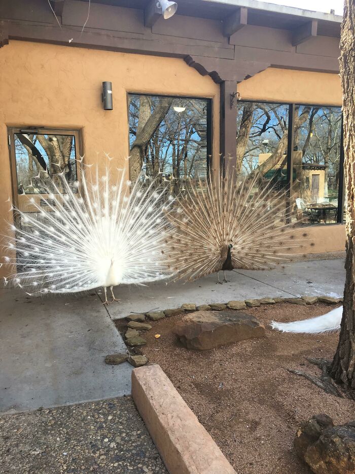 &ldquo;The Government Forgot To Color This One&rdquo;: 91 Stunning Color Mutations In Animals And Objects That Feel Unreal (New Pics)