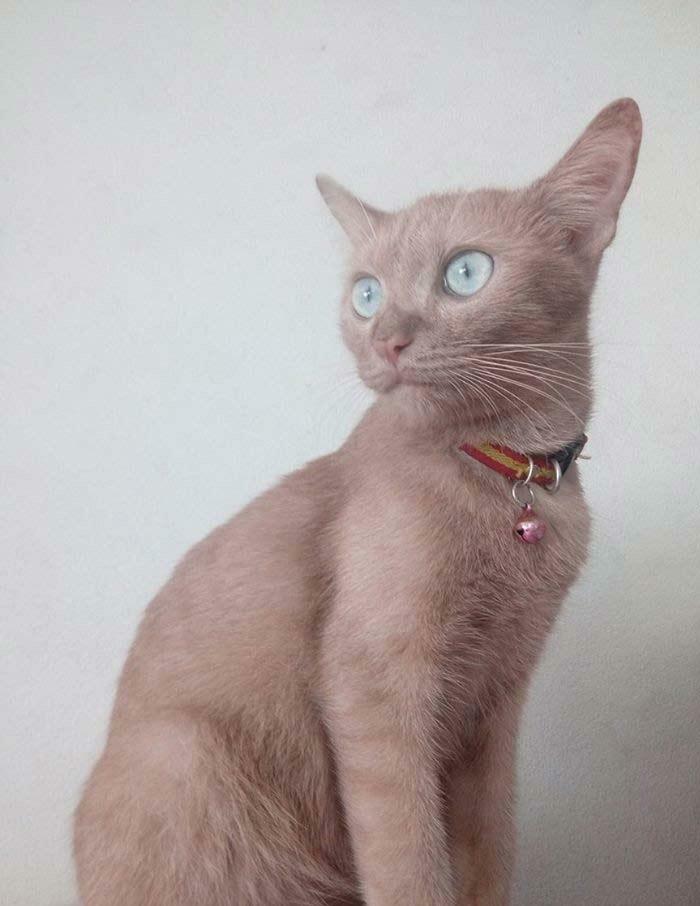 &ldquo;The Government Forgot To Color This One&rdquo;: 91 Stunning Color Mutations In Animals And Objects That Feel Unreal (New Pics)