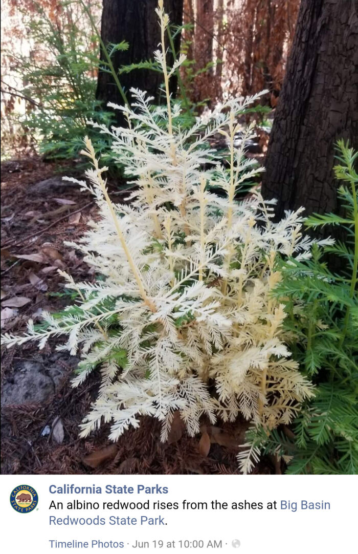 &ldquo;The Government Forgot To Color This One&rdquo;: 91 Stunning Color Mutations In Animals And Objects That Feel Unreal (New Pics)