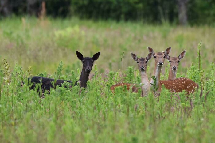 &ldquo;The Government Forgot To Color This One&rdquo;: 91 Stunning Color Mutations In Animals And Objects That Feel Unreal (New Pics)