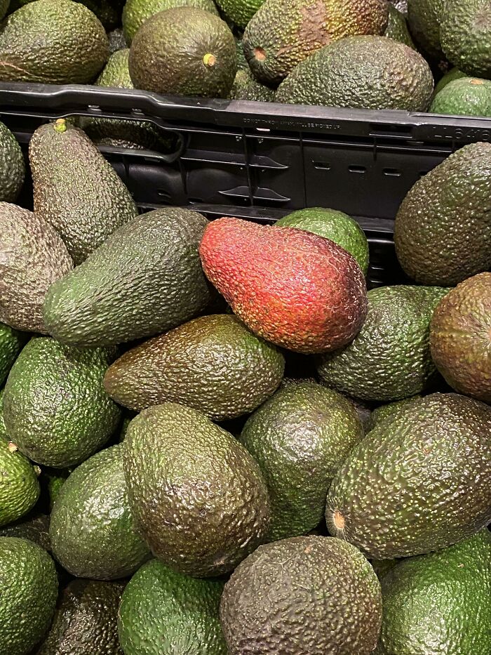 &ldquo;The Government Forgot To Color This One&rdquo;: 91 Stunning Color Mutations In Animals And Objects That Feel Unreal (New Pics)