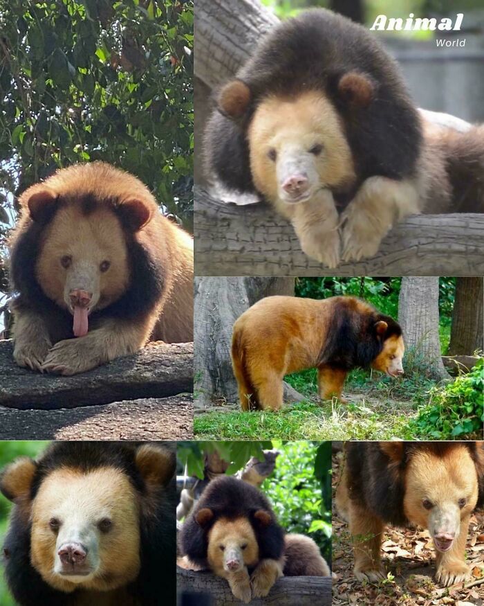 &ldquo;The Government Forgot To Color This One&rdquo;: 91 Stunning Color Mutations In Animals And Objects That Feel Unreal (New Pics)