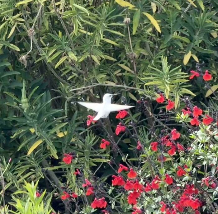 &ldquo;The Government Forgot To Color This One&rdquo;: 91 Stunning Color Mutations In Animals And Objects That Feel Unreal (New Pics)