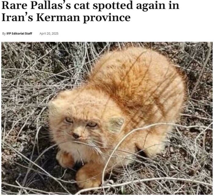 &ldquo;The Government Forgot To Color This One&rdquo;: 91 Stunning Color Mutations In Animals And Objects That Feel Unreal (New Pics)