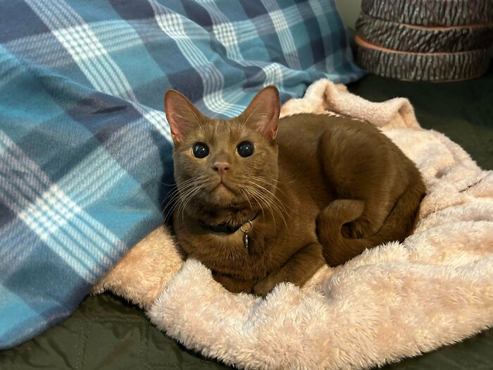 &ldquo;The Government Forgot To Color This One&rdquo;: 91 Stunning Color Mutations In Animals And Objects That Feel Unreal (New Pics)