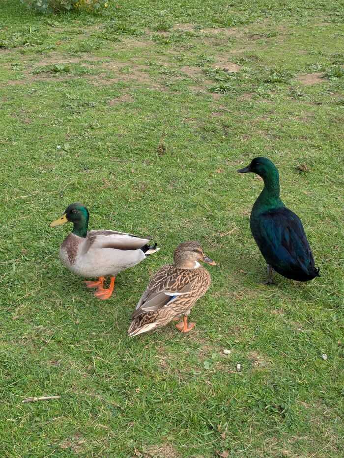 &ldquo;The Government Forgot To Color This One&rdquo;: 91 Stunning Color Mutations In Animals And Objects That Feel Unreal (New Pics)