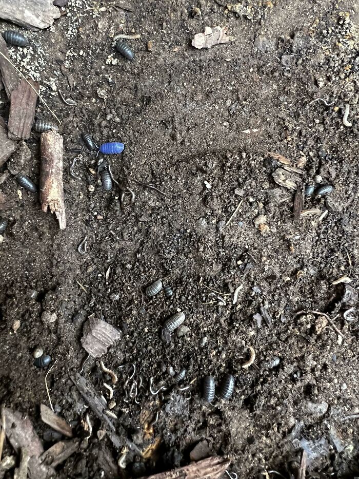 &ldquo;The Government Forgot To Color This One&rdquo;: 91 Stunning Color Mutations In Animals And Objects That Feel Unreal (New Pics)