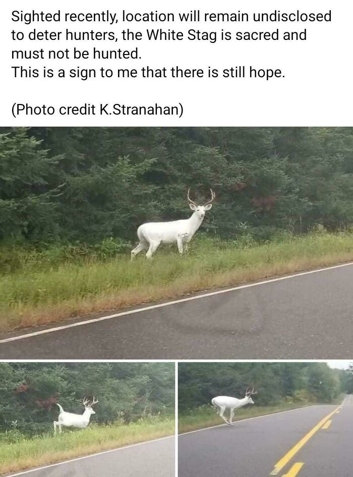 &ldquo;The Government Forgot To Color This One&rdquo;: 91 Stunning Color Mutations In Animals And Objects That Feel Unreal (New Pics)