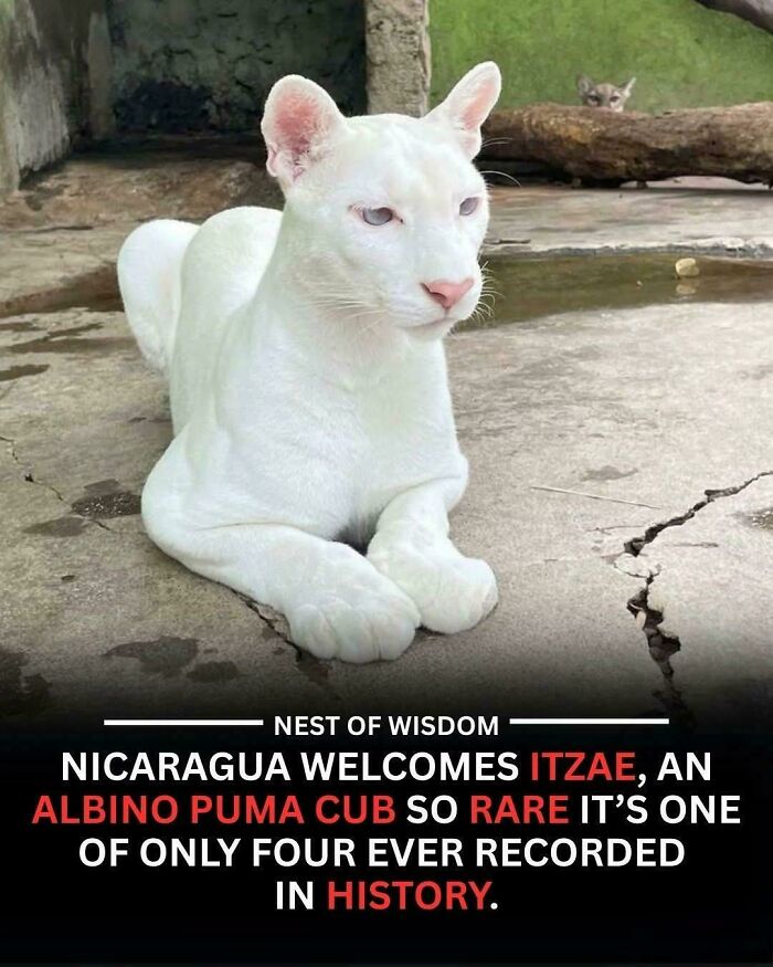 &ldquo;The Government Forgot To Color This One&rdquo;: 91 Stunning Color Mutations In Animals And Objects That Feel Unreal (New Pics)