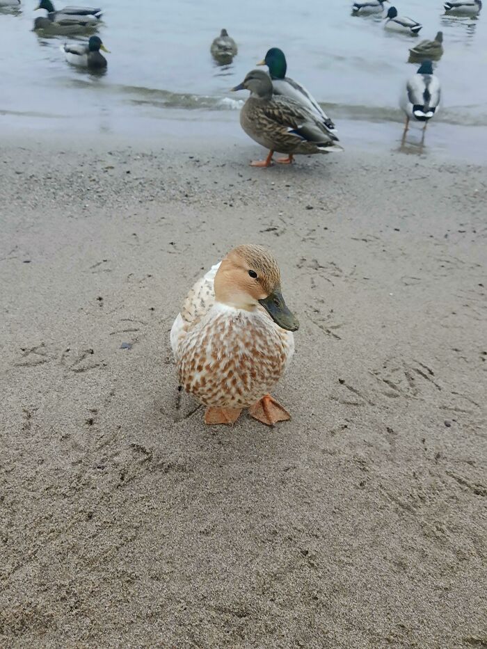 &ldquo;The Government Forgot To Color This One&rdquo;: 91 Stunning Color Mutations In Animals And Objects That Feel Unreal (New Pics)