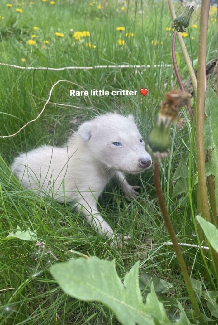 &ldquo;The Government Forgot To Color This One&rdquo;: 91 Stunning Color Mutations In Animals And Objects That Feel Unreal (New Pics)