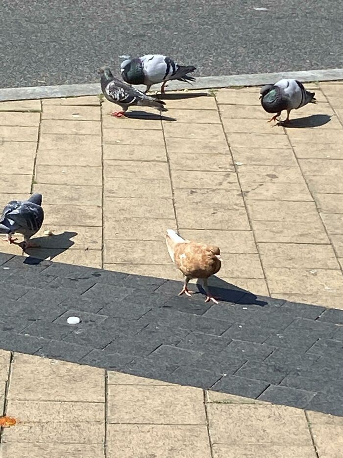 &ldquo;The Government Forgot To Color This One&rdquo;: 91 Stunning Color Mutations In Animals And Objects That Feel Unreal (New Pics)