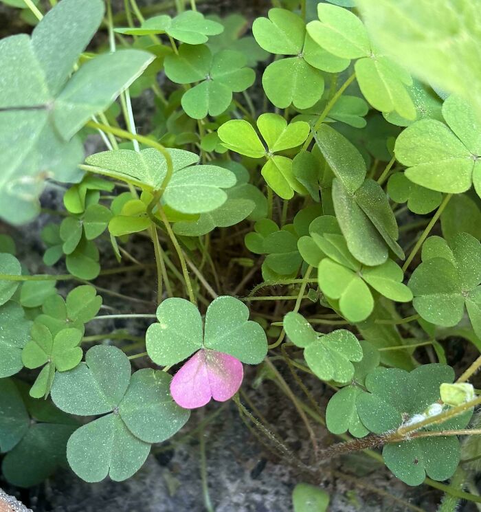 &ldquo;The Government Forgot To Color This One&rdquo;: 91 Stunning Color Mutations In Animals And Objects That Feel Unreal (New Pics)