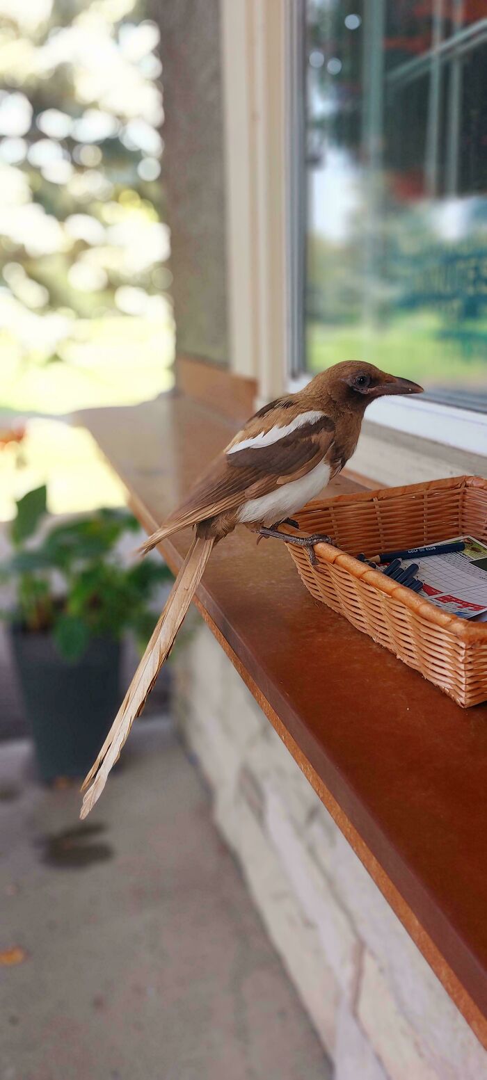 &ldquo;The Government Forgot To Color This One&rdquo;: 91 Stunning Color Mutations In Animals And Objects That Feel Unreal (New Pics)